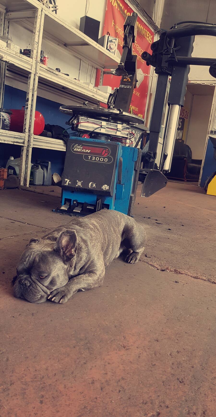 Un gros chien couché au pied d'une démonteuse de pneus dans l'atelier